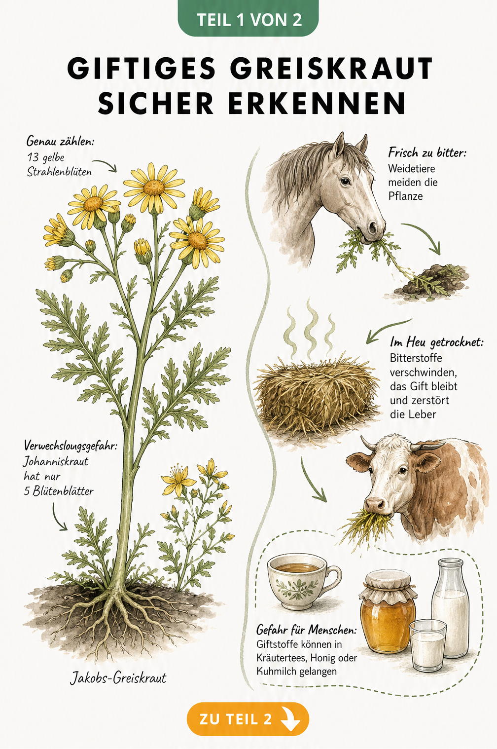 Botanische Illustration von Jakobs-Greiskraut und Johanniskraut mit Hinweisen zur Unterscheidung und dem Weg des Giftes über Heu zu Tieren und Menschen.