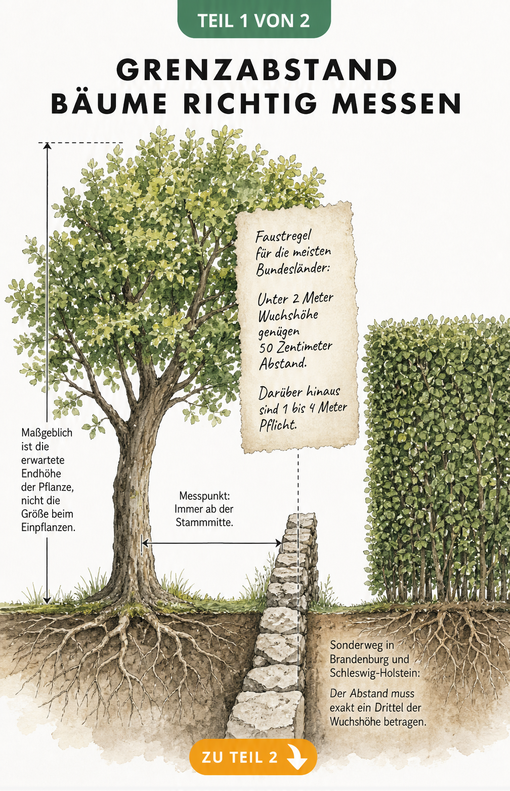 Schnittzeichnung eines Grundstücks mit Baum und Hecke, die den Grenzabstand und Messpunkt ab Stammmitte zeigt