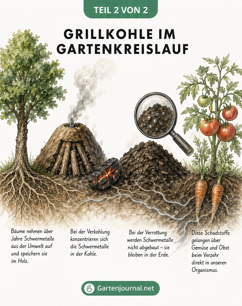 Illustration des Schadstoffkreislaufs von Schwermetallen aus Grillkohle über den Kompost bis ins Gemüse.