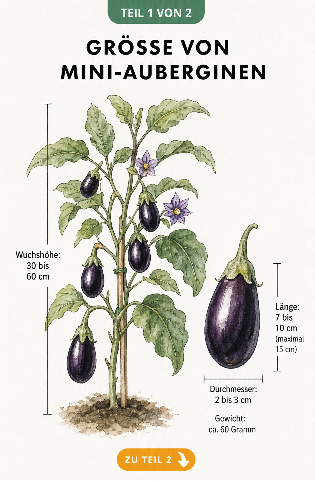 Handgezeichnete Illustration einer Mini-Auberginen-Pflanze mit Maßangaben zu Wuchshöhe, Fruchtgröße und Gewicht