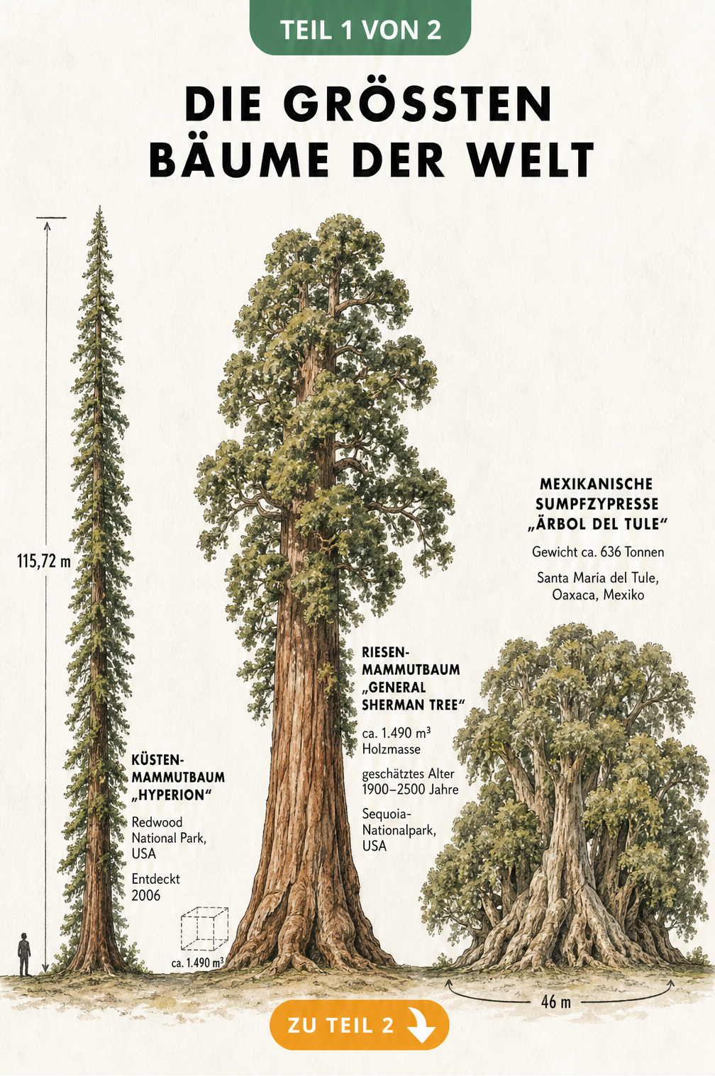 Illustration der drei größten Bäume der Welt: Küstenmammutbaum Hyperion, Riesenmammutbaum General Sherman Tree und Mexikanische Sumpfzypresse Árbol del Tule im...