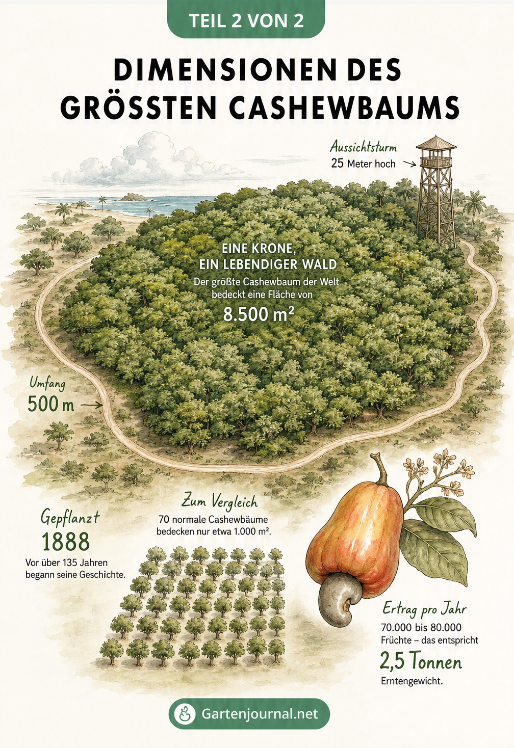 Isometrische Landschaftsillustration der Baumkrone des größten Cashewbaums im Vergleich zu 70 normalen Bäumen