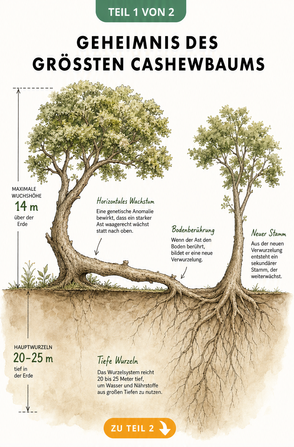 Botanische Querschnitt-Illustration des größten Cashewbaums der Welt mit Wurzelwerk und horizontalem Astwachstum
