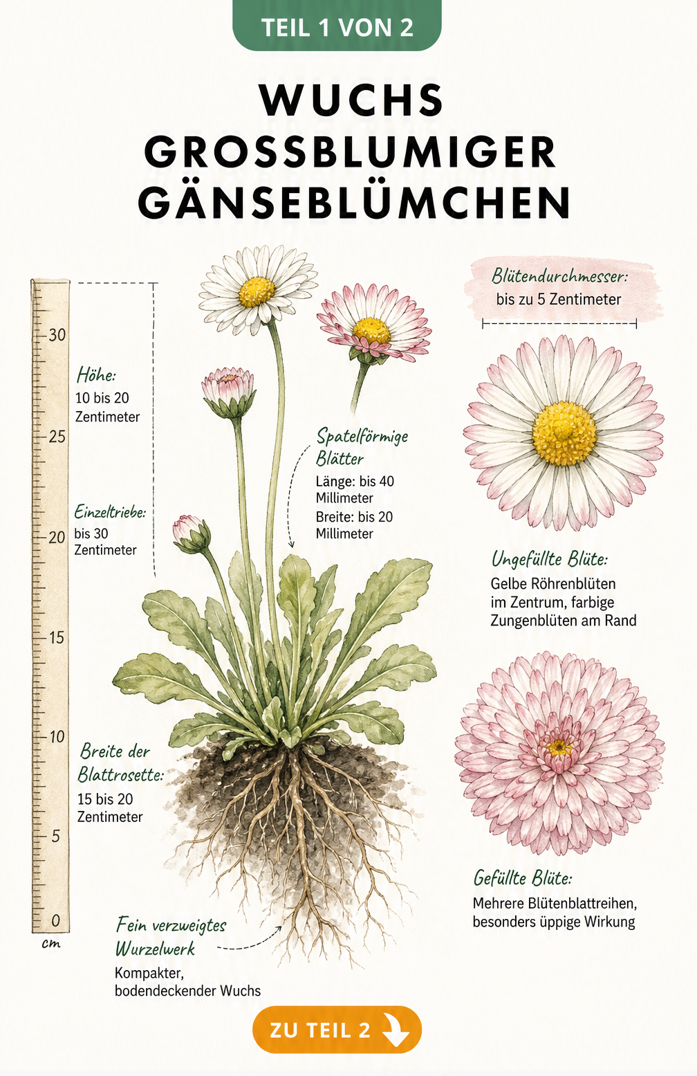 Botanische Illustration eines großblumigen Gänseblümchens im Querschnitt mit Maßband, Wurzelwerk und vergrößerten Blüten