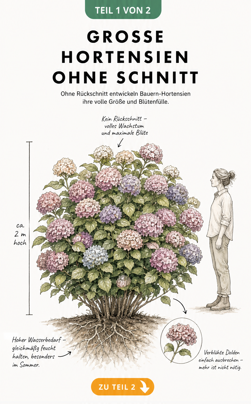 Botanische Illustration einer großen Bauern-Hortensie mit Maßstab von zwei Metern und Hinweisen zur Pflege ohne Rückschnitt.
