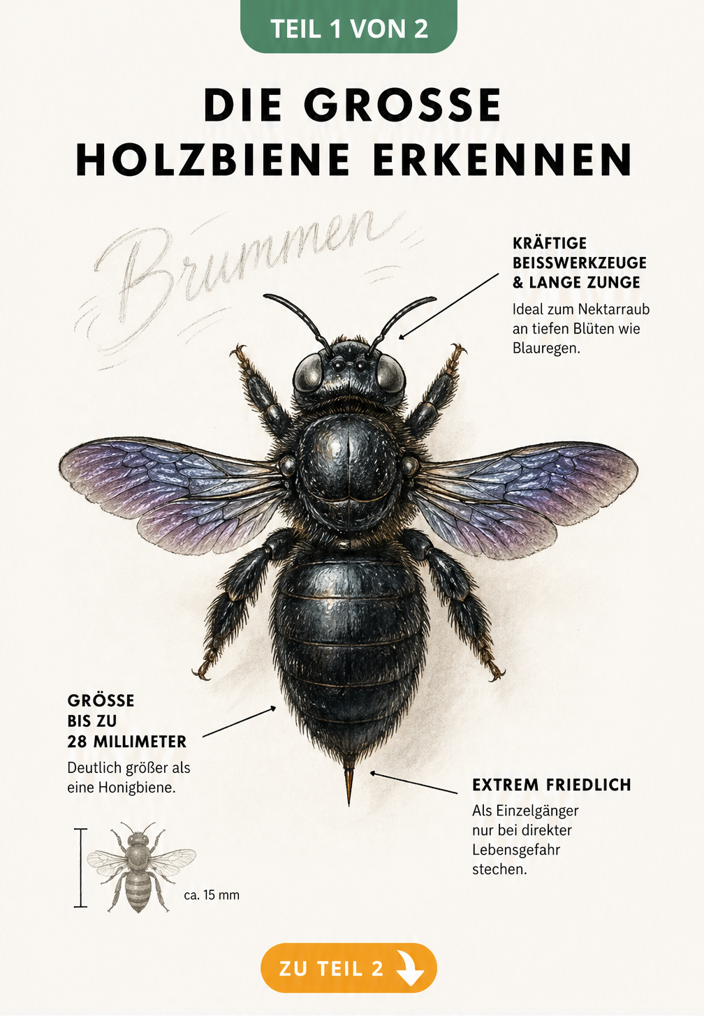 Illustration der Großen Holzbiene mit Details zu Größe, Beißwerkzeugen und Stachel