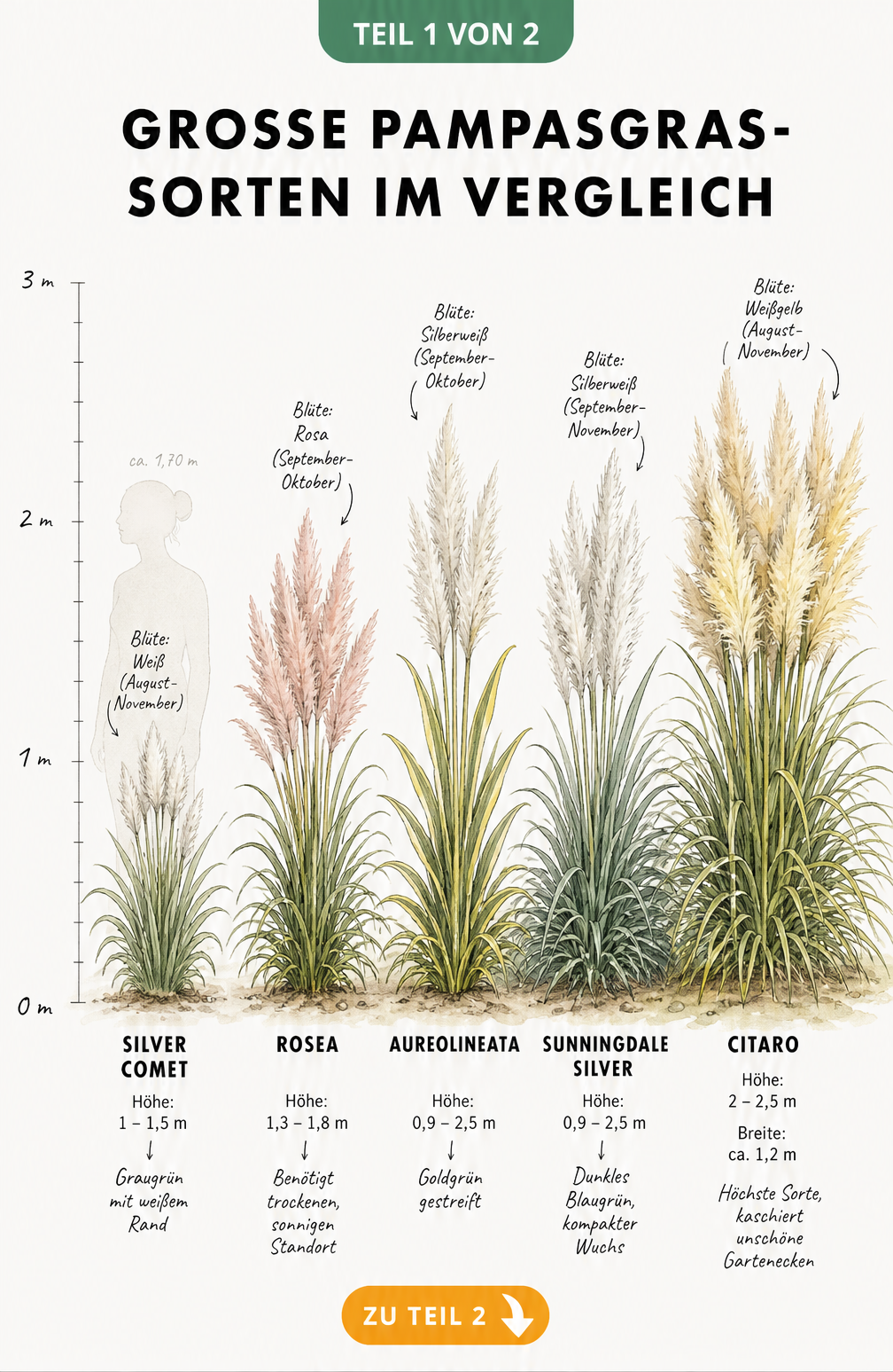 Botanische Illustration von fünf großen Pampasgras-Sorten mit Höhenskala von 0 bis 3 Metern