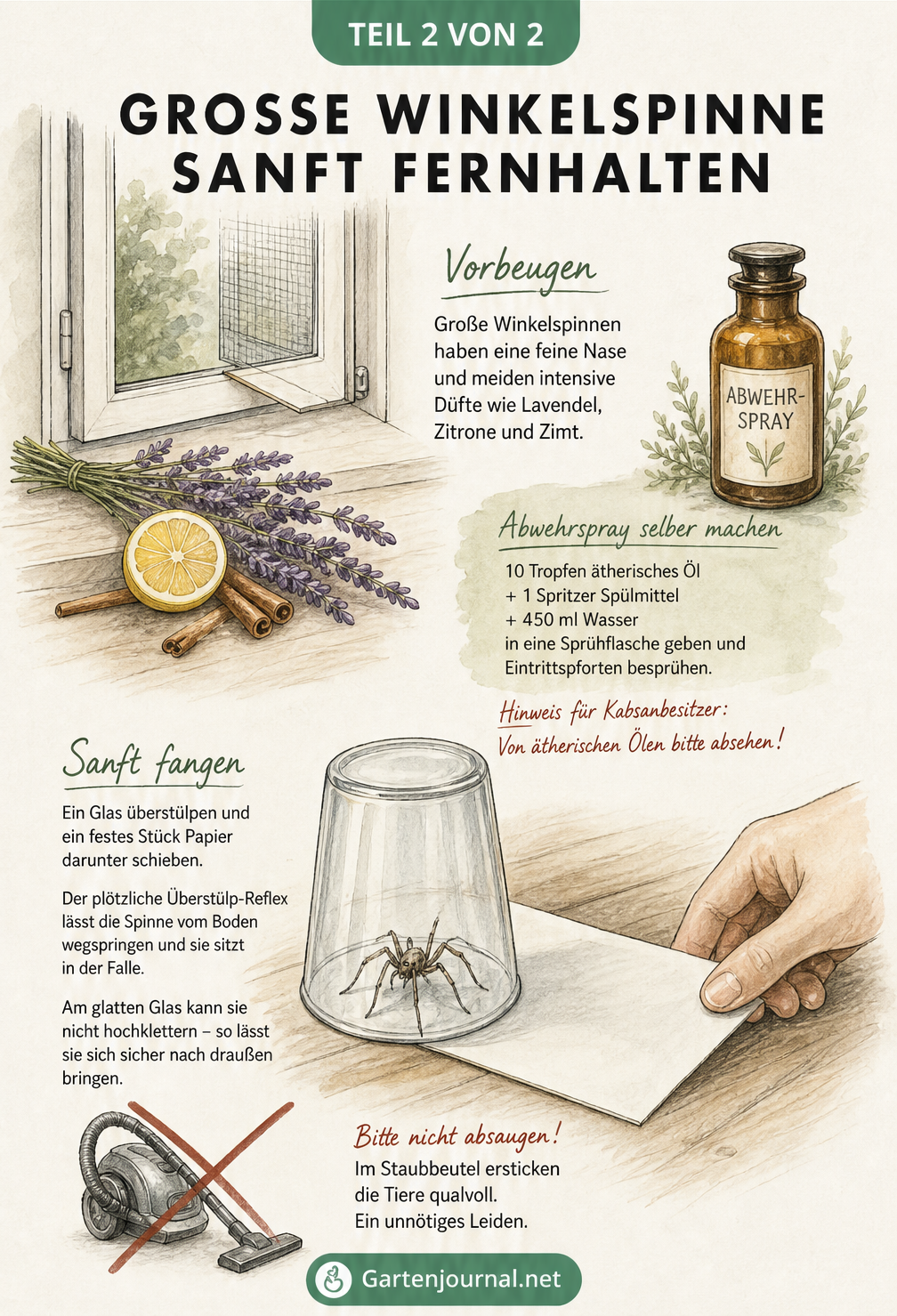 Aquarell-Skizze zum sanften Fernhalten und Fangen der Großen Winkelspinne mit Lavendel, Zitrone und einem Wasserglas
