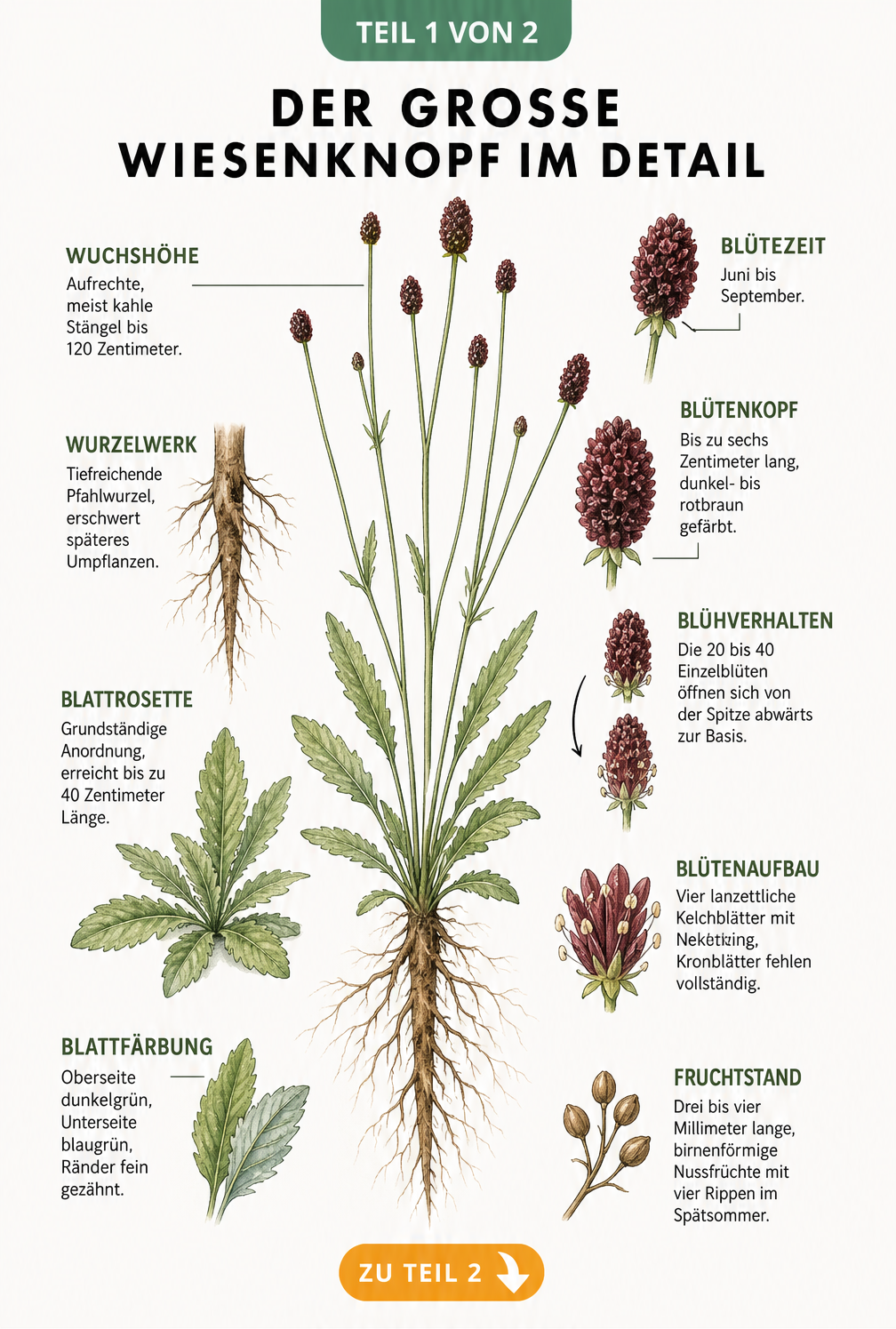 Botanische Illustration des Großen Wiesenknopfes mit Details zu Wuchs, Blättern und dunkelroten Blütenköpfen