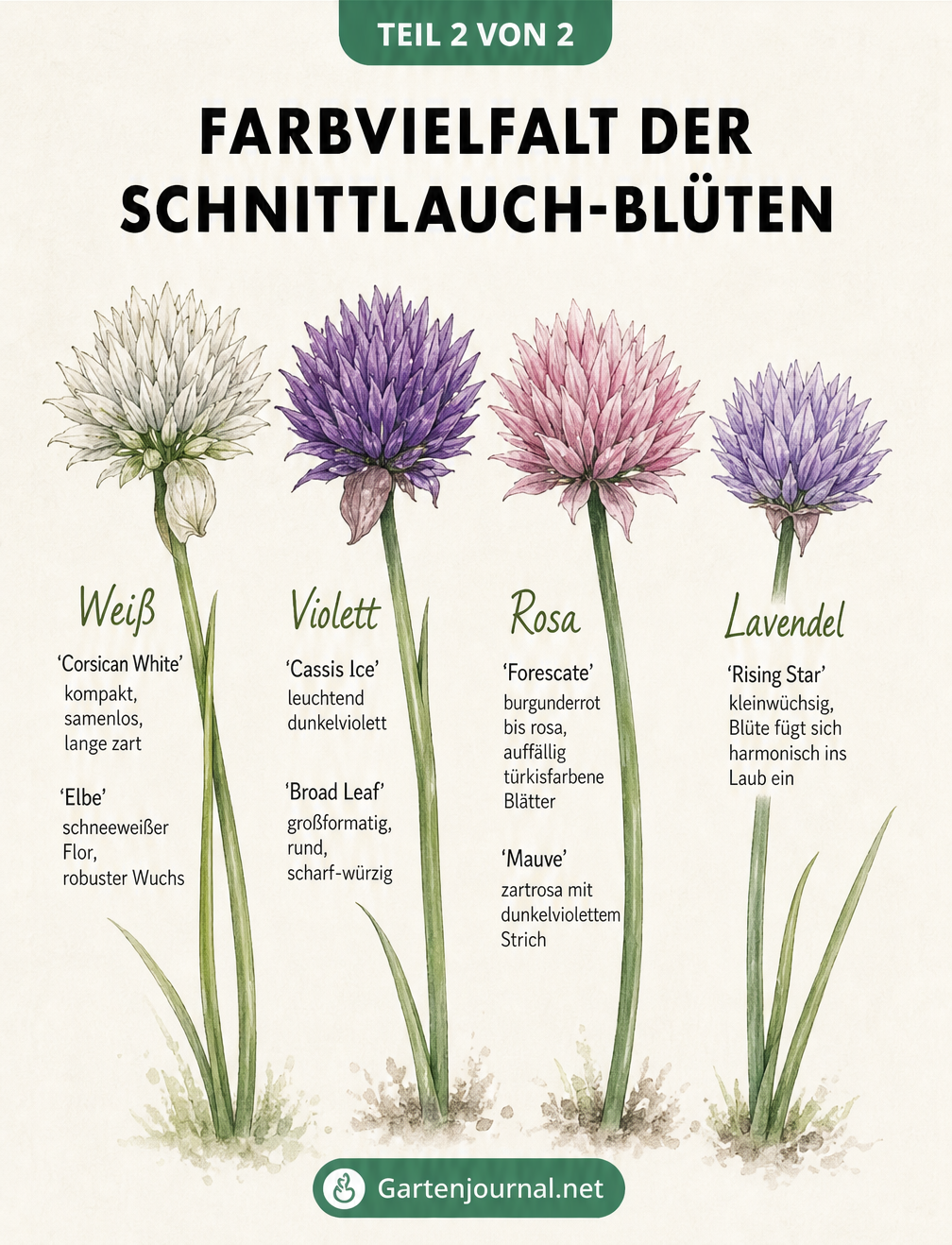 Illustration von mittel- und großwüchsigen Schnittlauch-Sorten im Gartenbeet mit Maßband