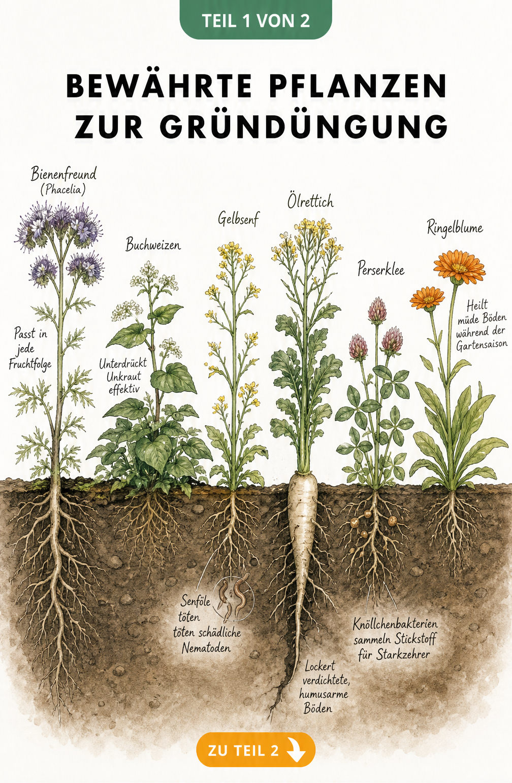 Botanische Illustration von sechs Gründüngerpflanzen im Querschnitt mit Wurzeln und Eigenschaften