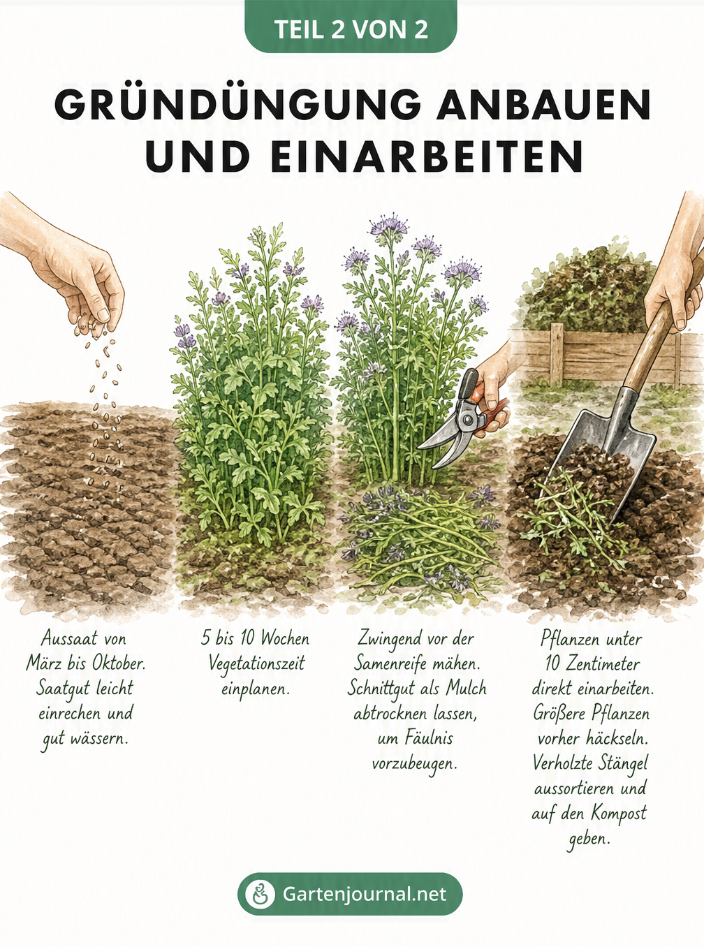 Illustration der vier Schritte zur Gründüngung: Aussaat, Wachstum, Schnitt und Einarbeitung