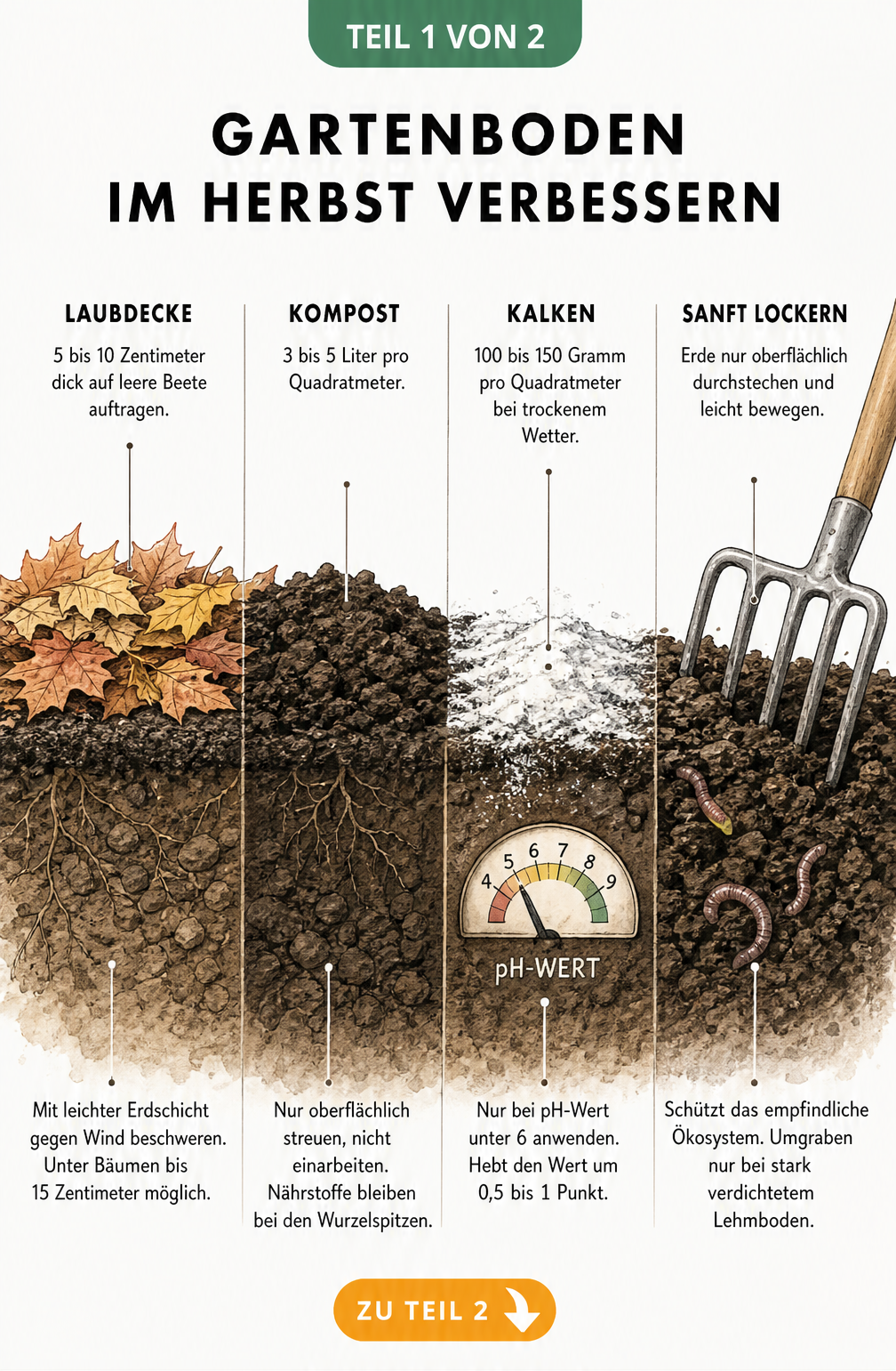 Illustration von abfrierenden und winterharten Gründüngungspflanzen wie Phacelia und Rotklee mit Wurzelwerk im Boden