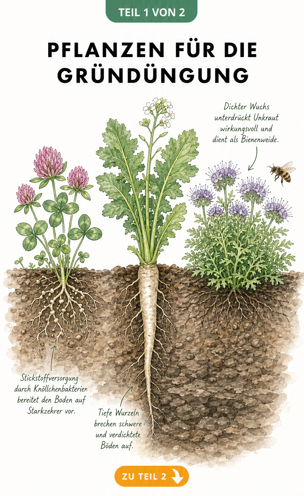 Illustration von Rotklee, Ölrettich und Phacelia mit Wurzelwerk im Gartenbeet