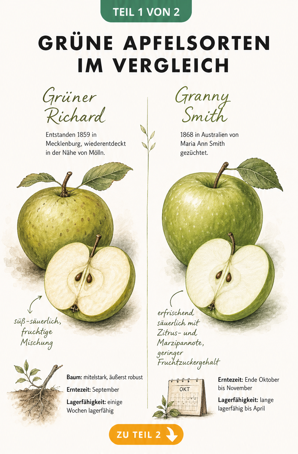 Botanische Illustration der grünen Apfelsorten Grüner Richard und Granny Smith mit Herkunft, Geschmack und Erntezeit