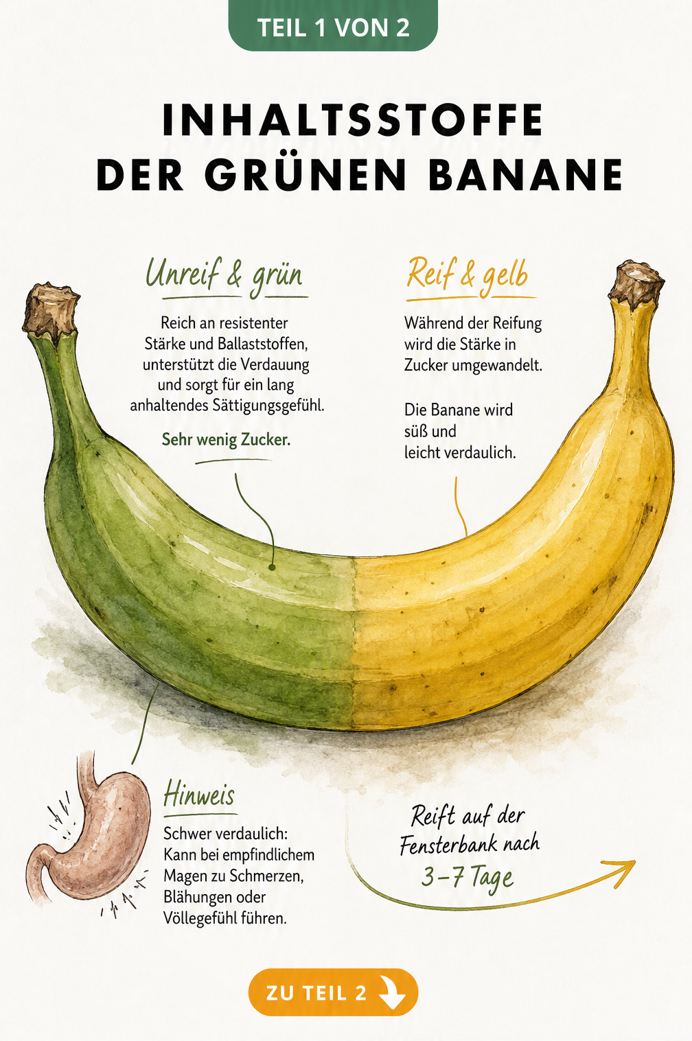 Botanische Illustration einer Banane, halb grün und halb gelb, mit Erklärungen zu Inhaltsstoffen und Reifeprozess