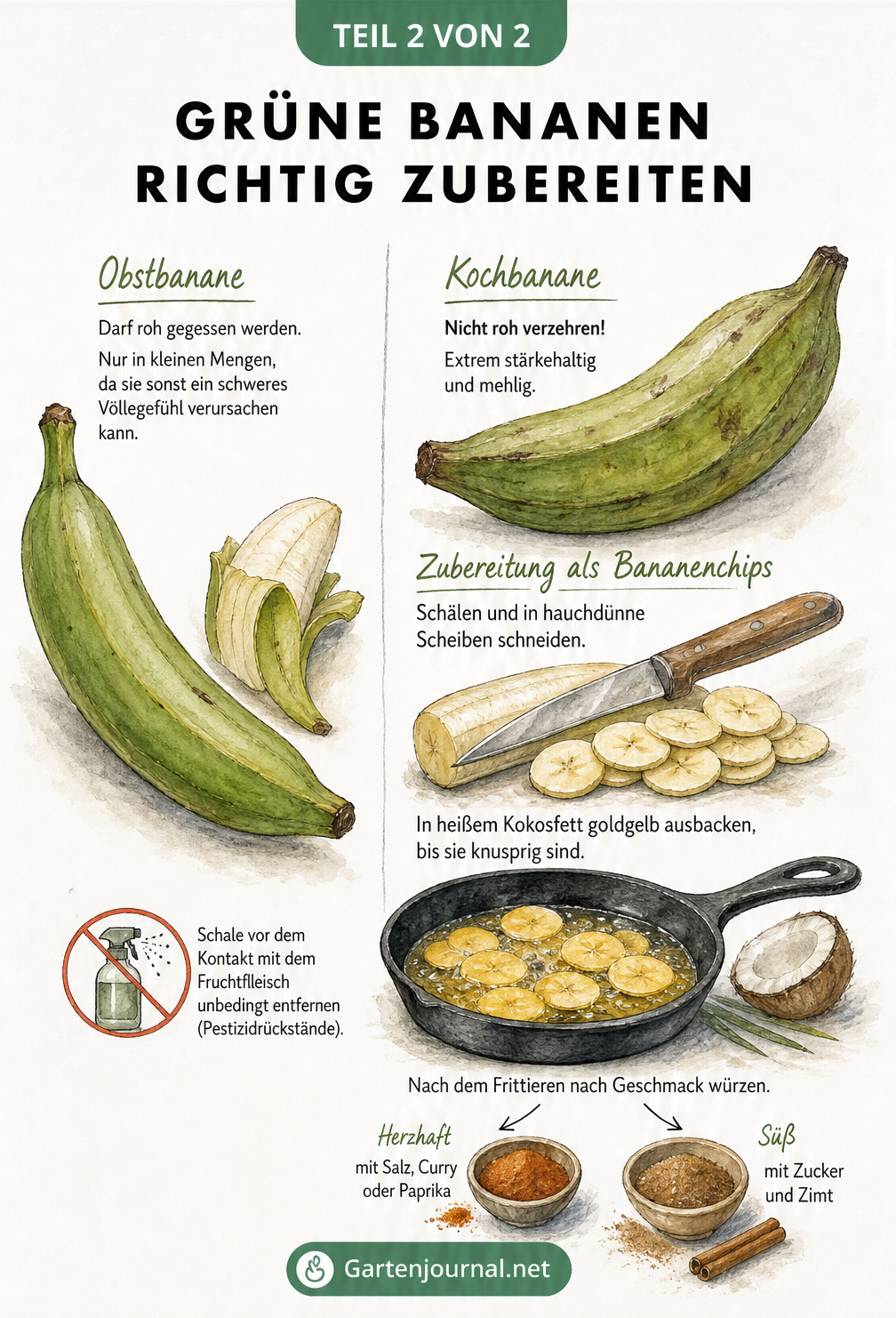 Illustration zur Zubereitung von grünen Bananen: Obstbanane roh essen, Kochbanane in Scheiben schneiden und frittieren