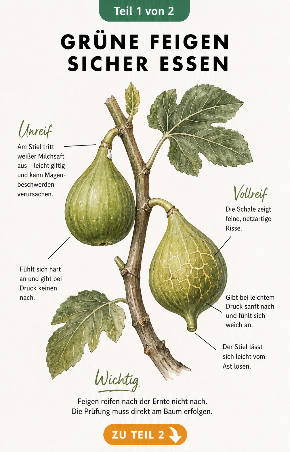 Botanische Illustration einer unreifen und einer reifen grünen Feige am Ast mit Hinweisen zur Reifeprüfung