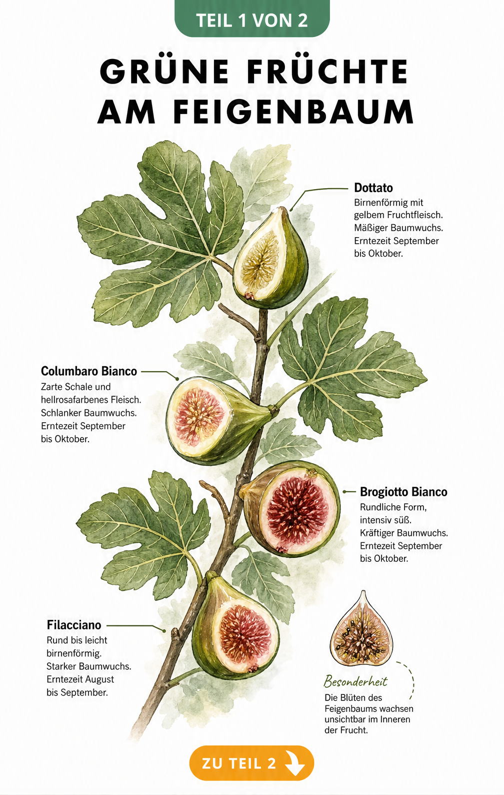 Botanische Illustration von vier grünen Feigensorten: Dottato, Columbaro Bianco, Brogiotto Bianco und Filacciano mit Erntezeiten und Wuchsform.
