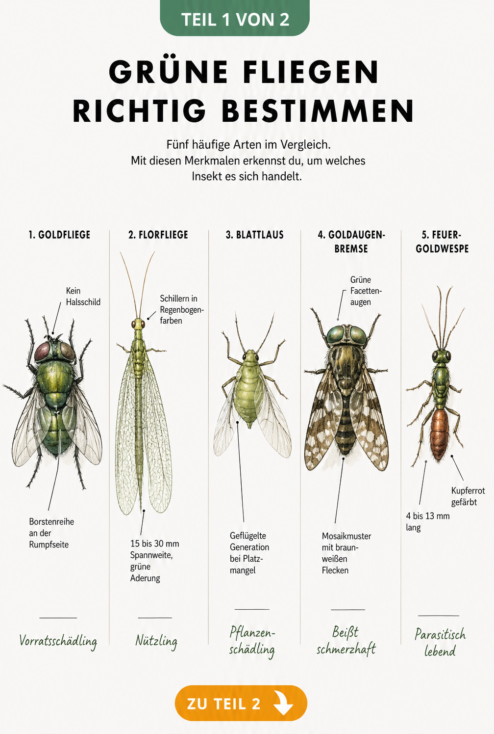 Illustration verschiedener grüner Insekten wie Goldfliege, Florfliege und Blattlaus mit Beschriftungen zur Bestimmung