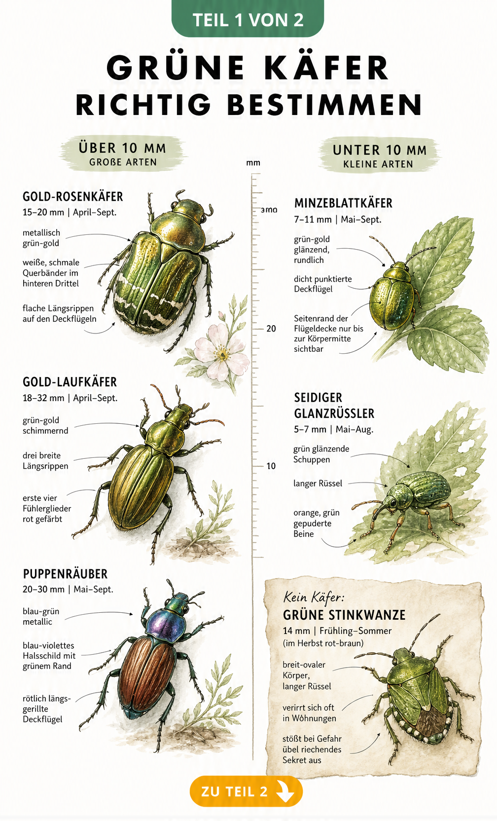 Illustration verschiedener grüner Käferarten über und unter 10 mm mit Erkennungsmerkmalen