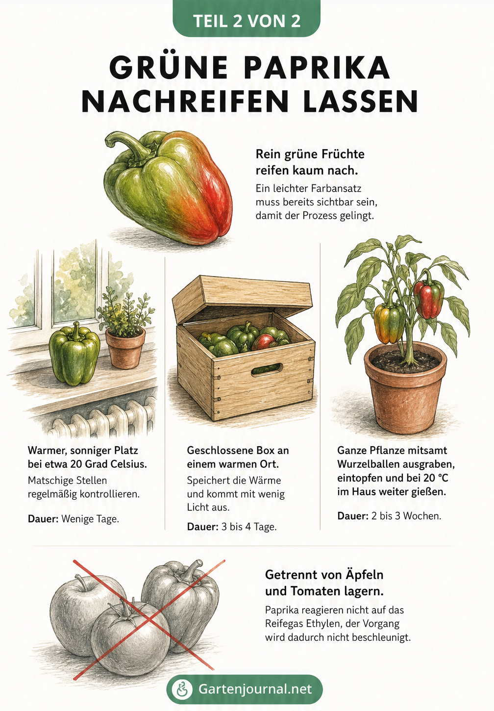 Illustration von drei Methoden, um grüne Paprika nachreifen zu lassen: auf der Fensterbank, in einer Holzkiste und als eingetopfte Pflanze