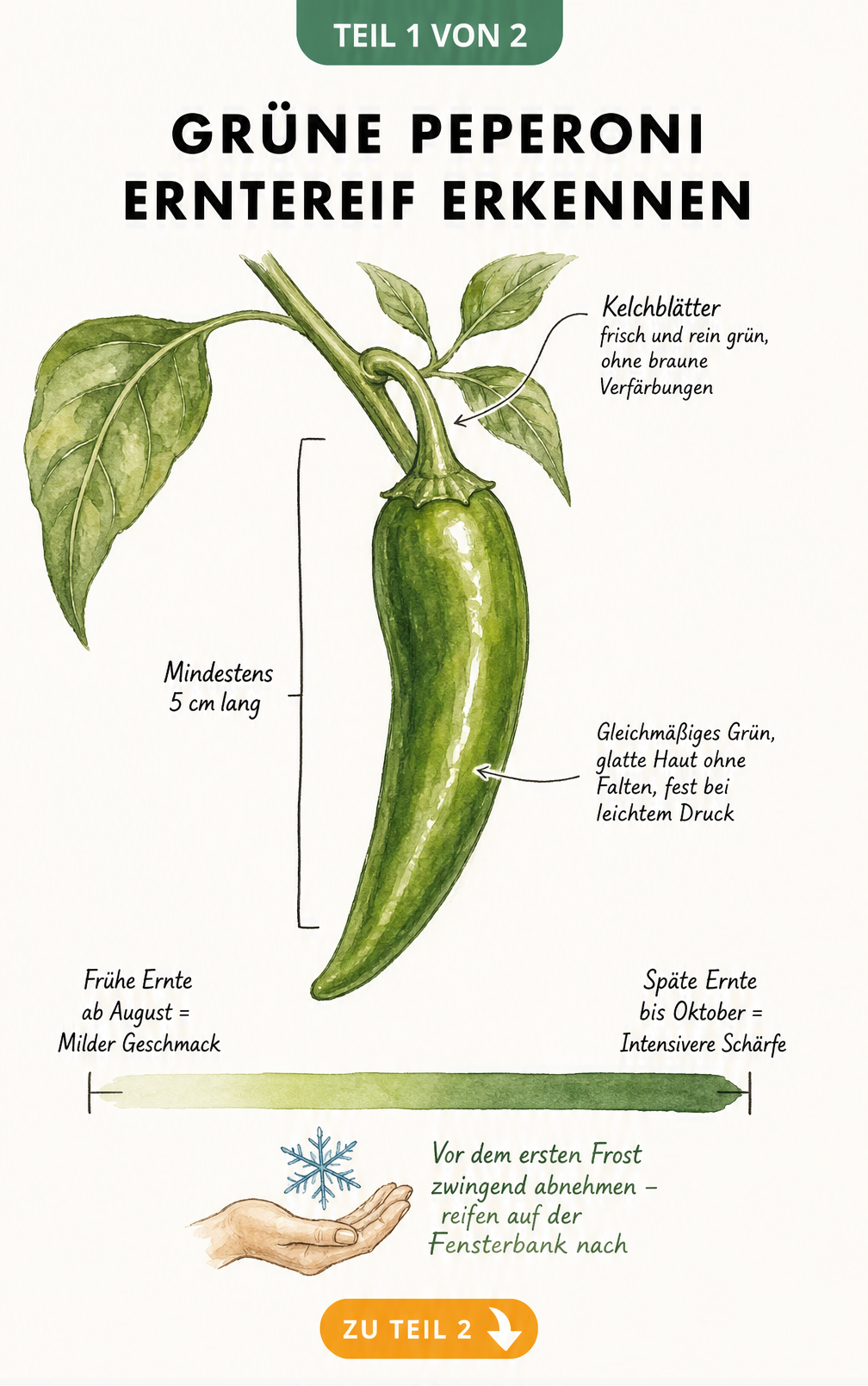 Illustration einer grünen Peperoni am Zweig mit Hinweisen zu Erntezeitpunkt und Reifemerkmalen