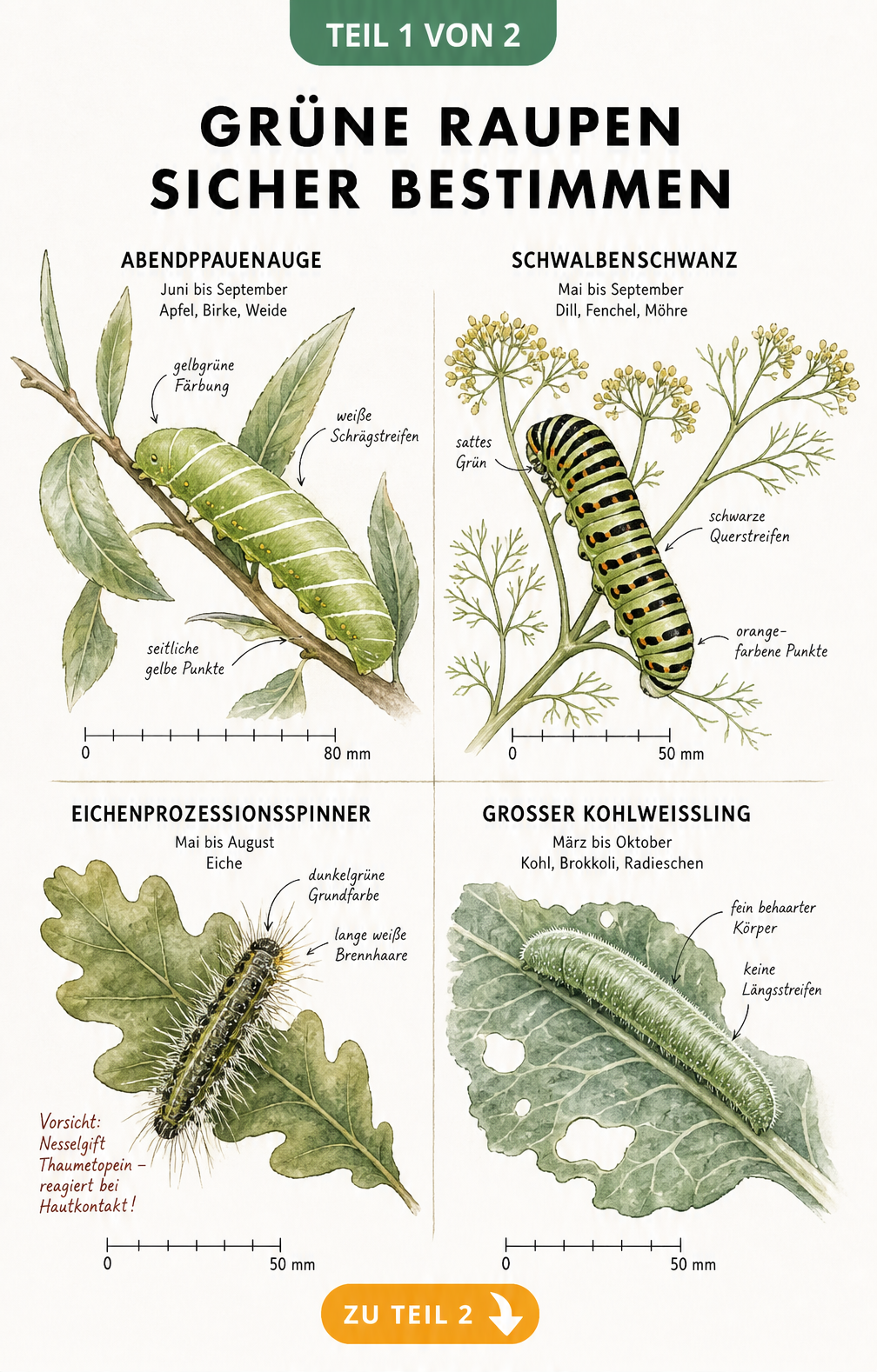 Illustration von vier grünen Raupenarten auf ihren Futterpflanzen mit Maßstabsleisten und Merkmalen