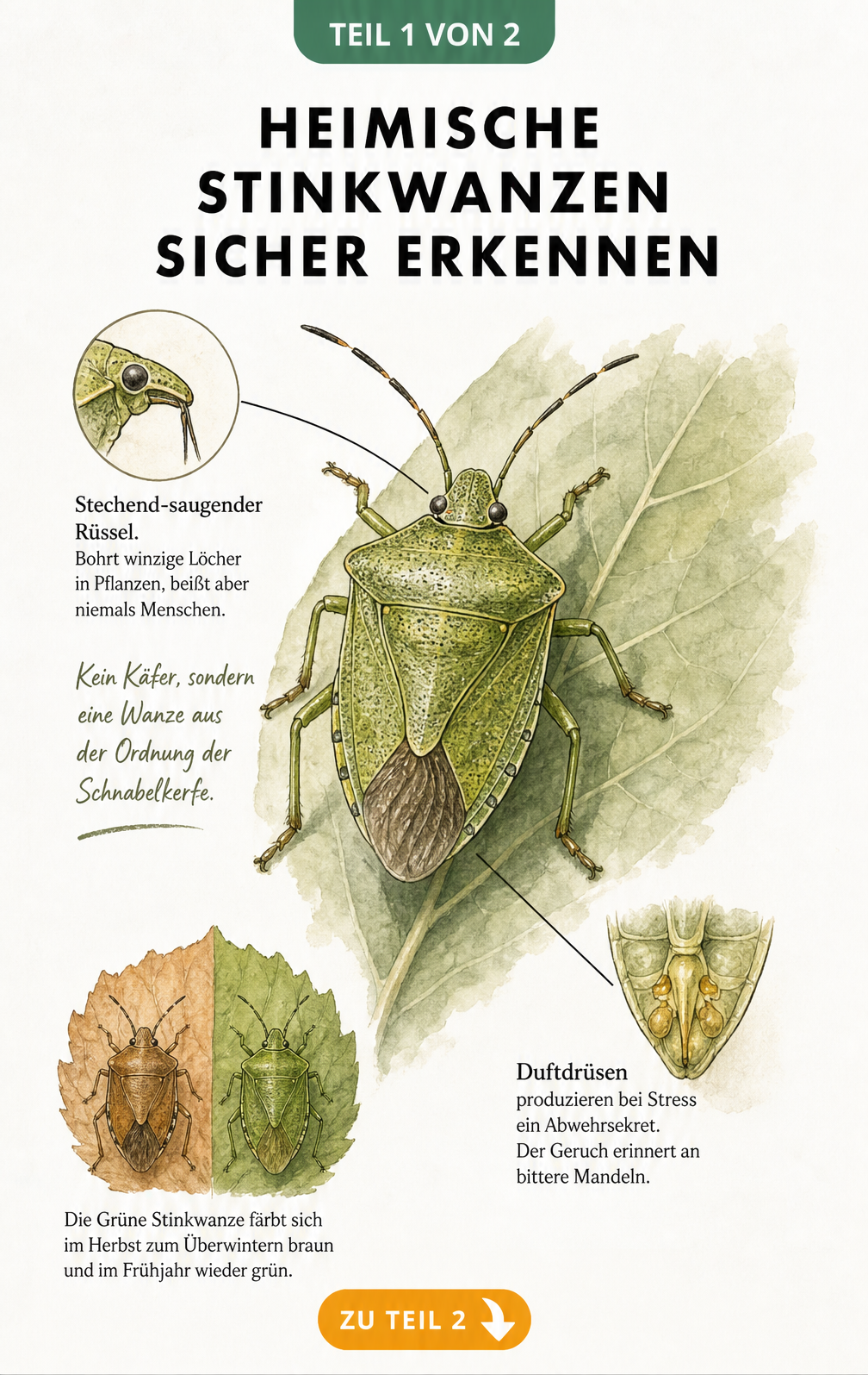 Illustration einer Grünen Stinkwanze mit Details zu Mundwerkzeug, Duftdrüsen und jahreszeitlichem Farbwechsel