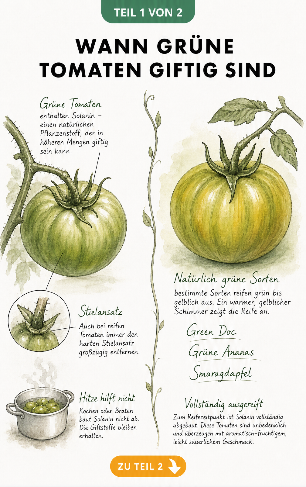 Botanische Illustration einer unreifen und einer reifen grünen Tomate mit Erklärungen zu Solanin und essbaren grünen Sorten