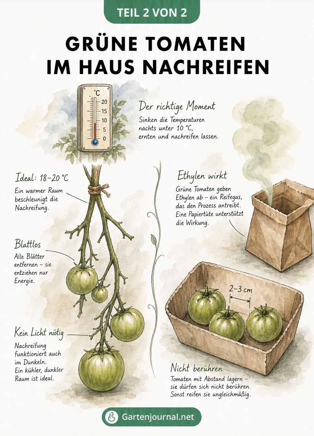 Illustration zum Nachreifen von grünen Tomaten am Zweig und in einer Papiertüte mit Ethylen