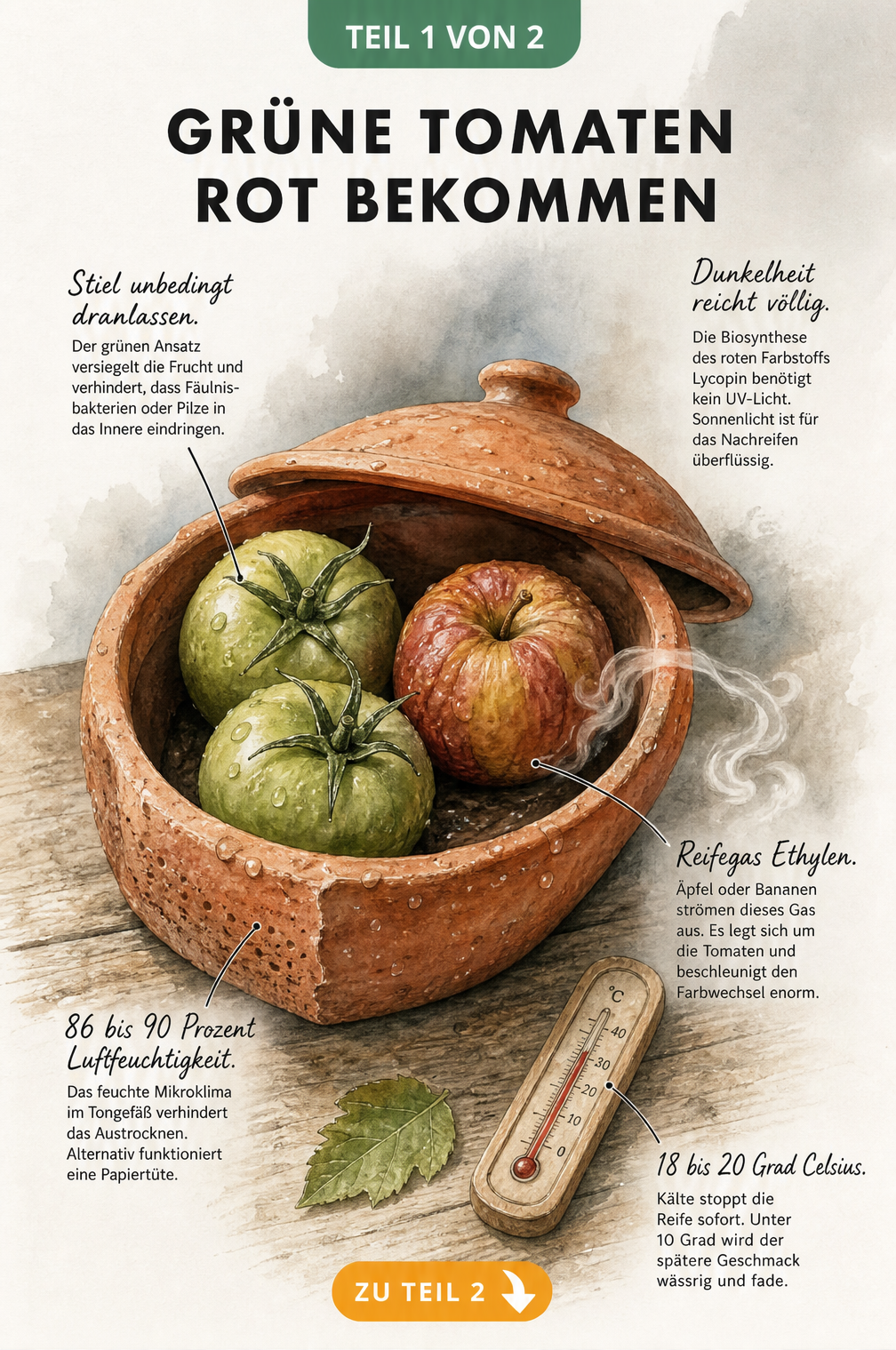 Illustration eines Römertopfs mit grünen Tomaten und einem Apfel, die zeigt, wie unreife Tomaten durch Ethylen und Dunkelheit nachreifen.
