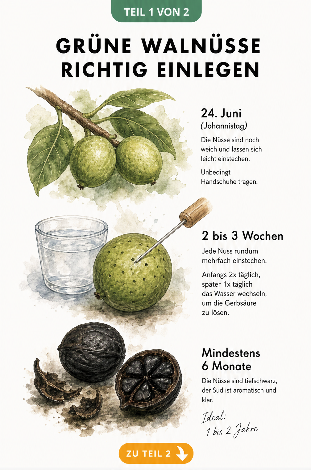 Illustration des Reifeprozesses grüner Walnüsse von grün über braun zu schwarz mit Zeitangaben