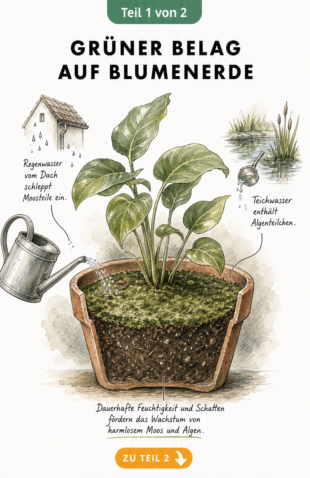 Illustration eines Pflanztopfes mit grünem Belag auf der Blumenerde, verursacht durch Regenwasser und Teichwasser.