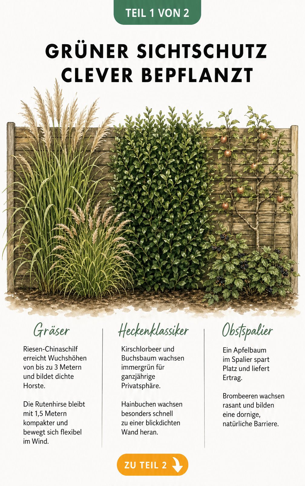 Illustration eines grünen Sichtschutzes mit Riesen-Chinaschilf, Kirschlorbeer und Apfelbaum-Spalier vor einer Holzwand