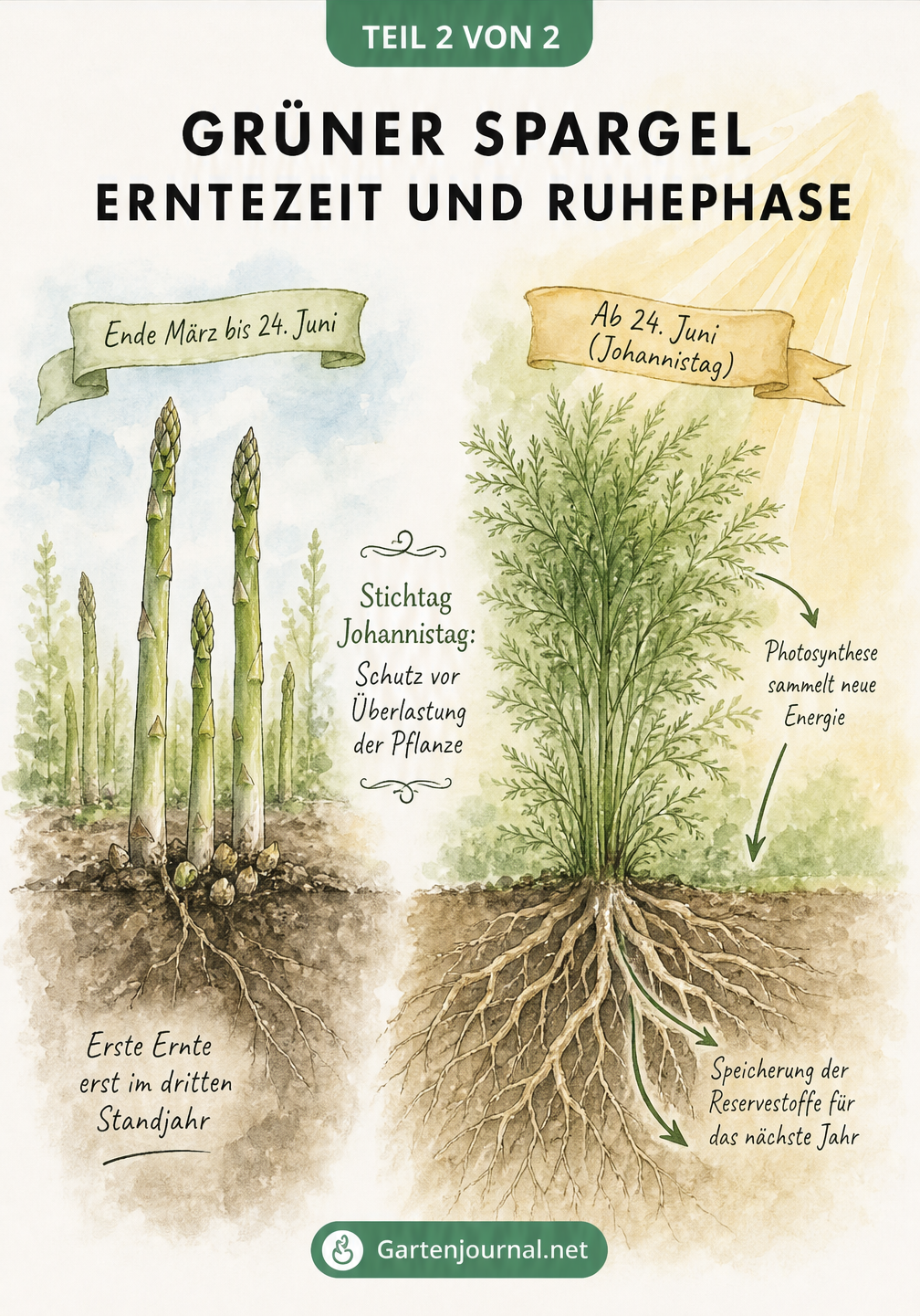 Zweigeteiltes Schaubild: Spargelbeet im Frühjahr und ausgewachsener Spargelbusch im Sommer