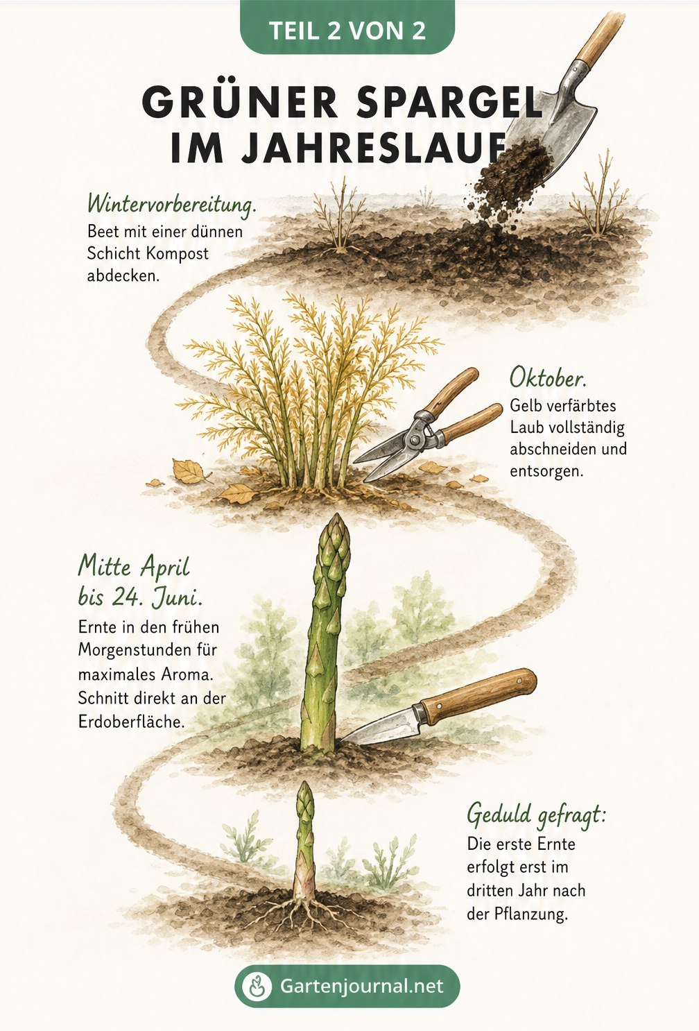 Illustration des Pflege- und Erntezyklus von grünem Spargel im Jahreslauf