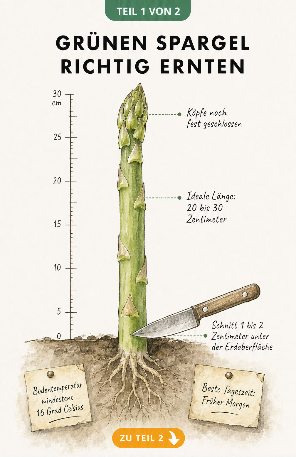 Botanische Illustration einer Grünspargelstange im Beet mit Maßangaben zur Ernte