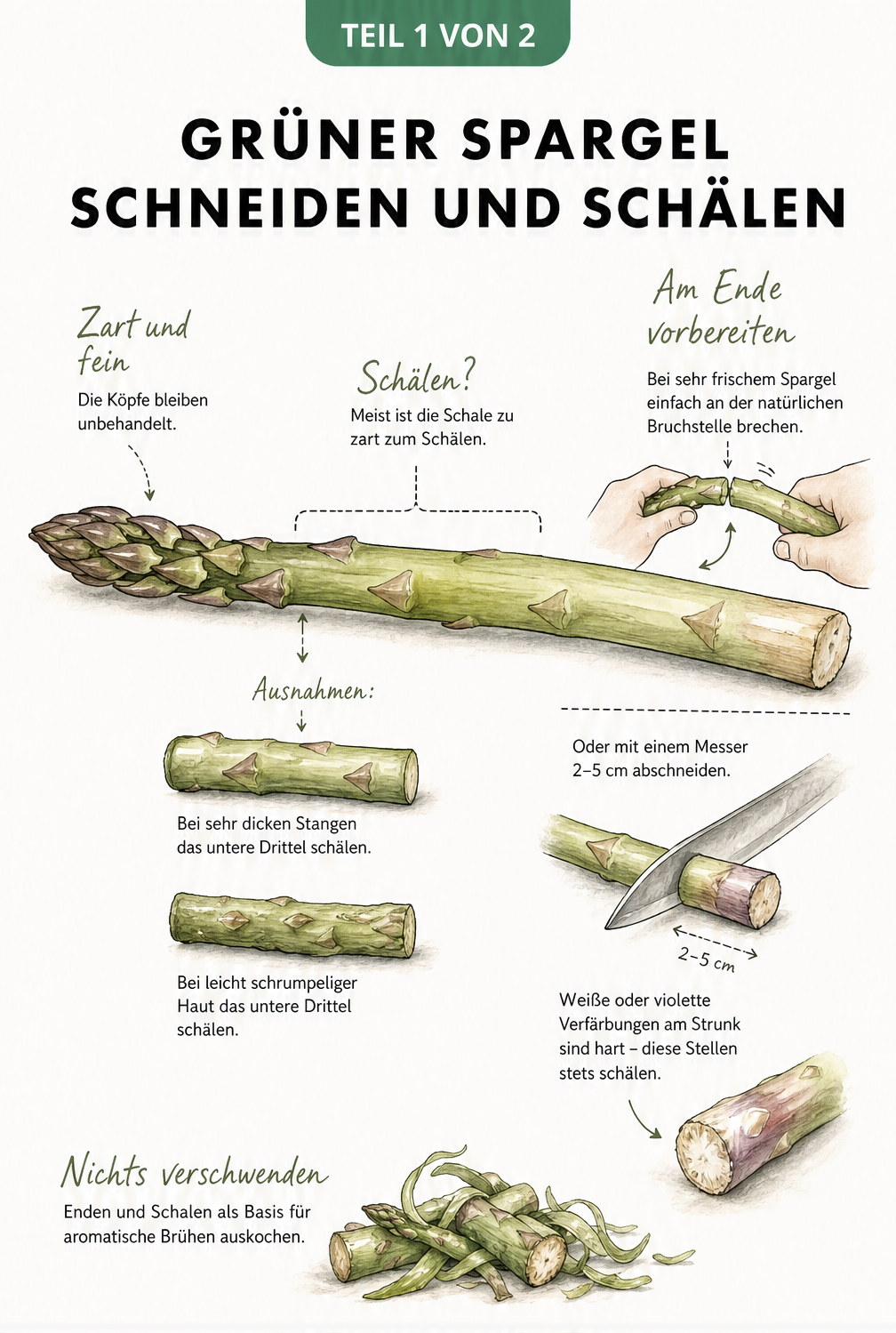 Botanische Illustration einer grünen Spargelstange mit Hinweisen zum Schneiden und Schälen der Enden