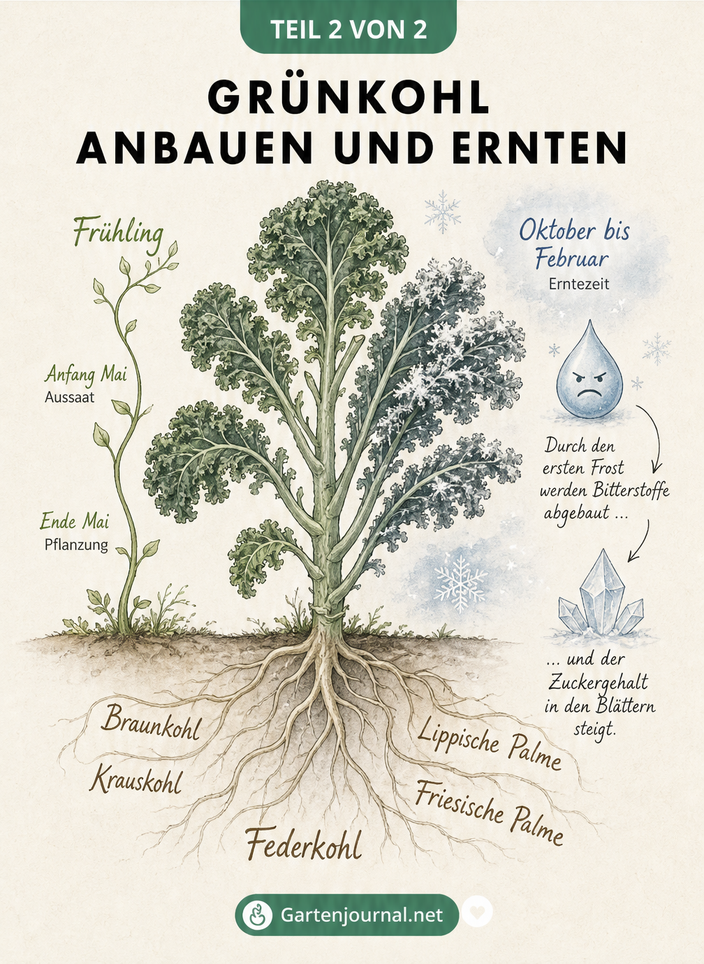 Illustration einer Grünkohlpflanze mit regionalen Namen, Aussaatzeiten und dem Einfluss von Frost auf den Geschmack