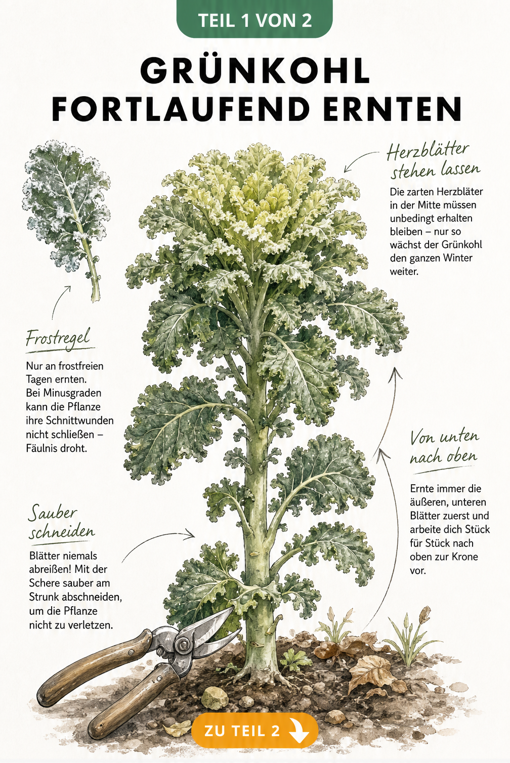 Botanische Illustration einer Grünkohlpflanze mit Anleitung zur fortlaufenden Ernte von unten nach oben