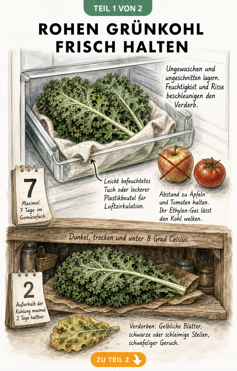 Illustration zur Lagerung von rohem Grünkohl im Kühlschrank und in der Speisekammer