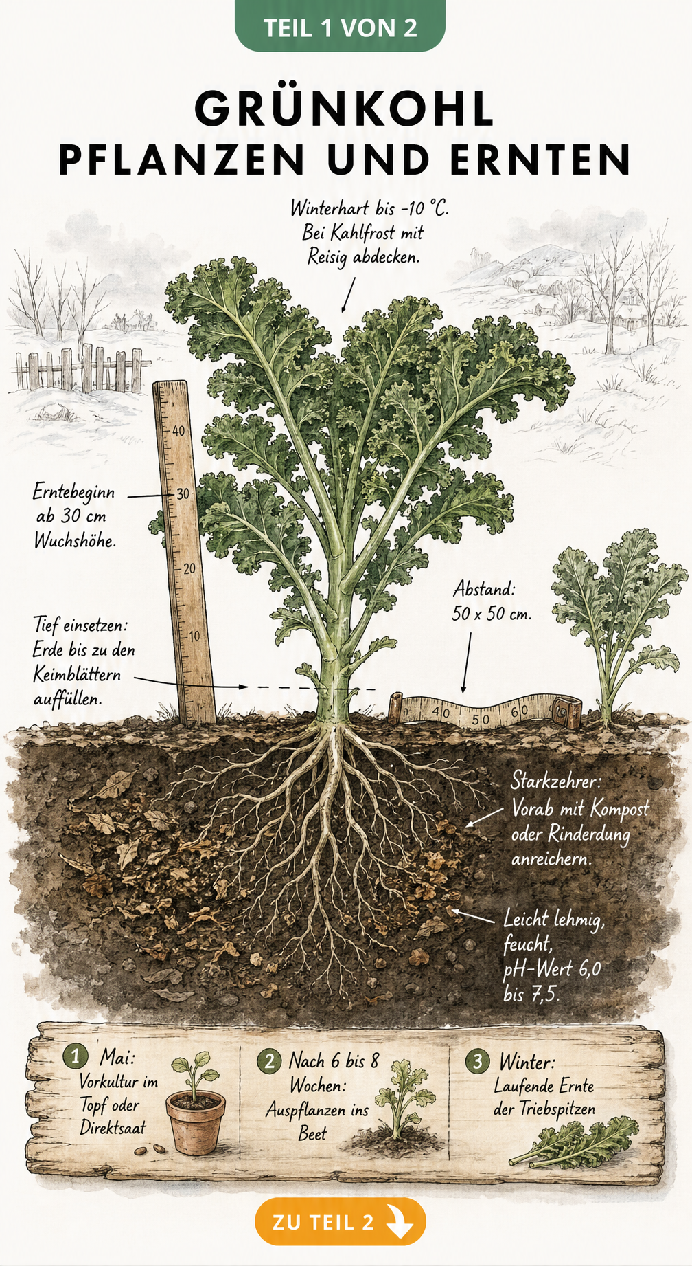 Querschnitt eines Gartenbeets mit einer Grünkohlpflanze, die Pflanztiefe, Wurzelwerk im Boden und Erntehöhe zeigt