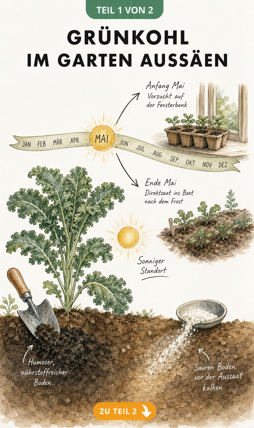Illustration eines Gartenbeets für Grünkohl mit Sonne, Kompost und Kalk