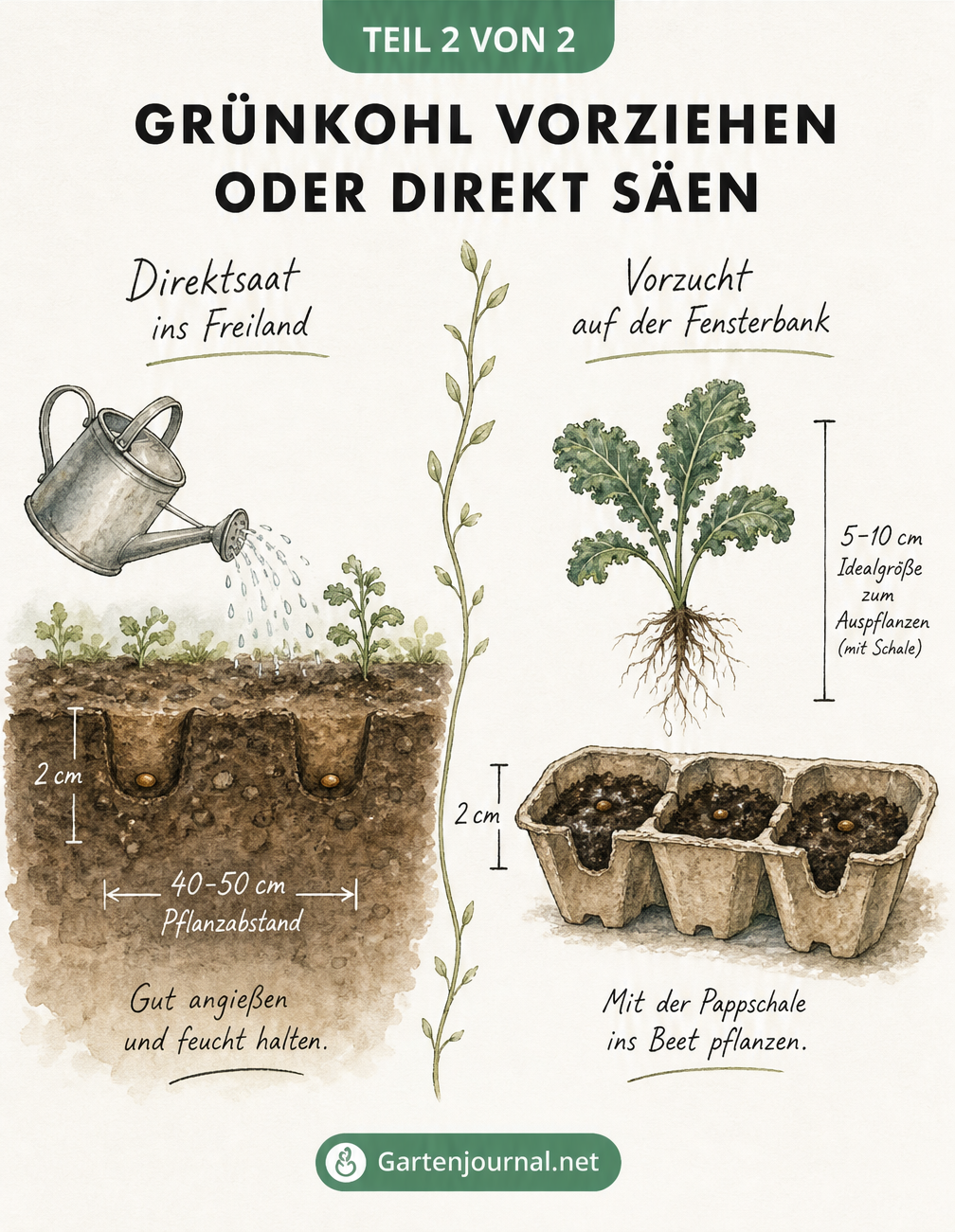 Vergleich von Direktsaat im Freiland und Vorzucht von Grünkohl im Eierkarton