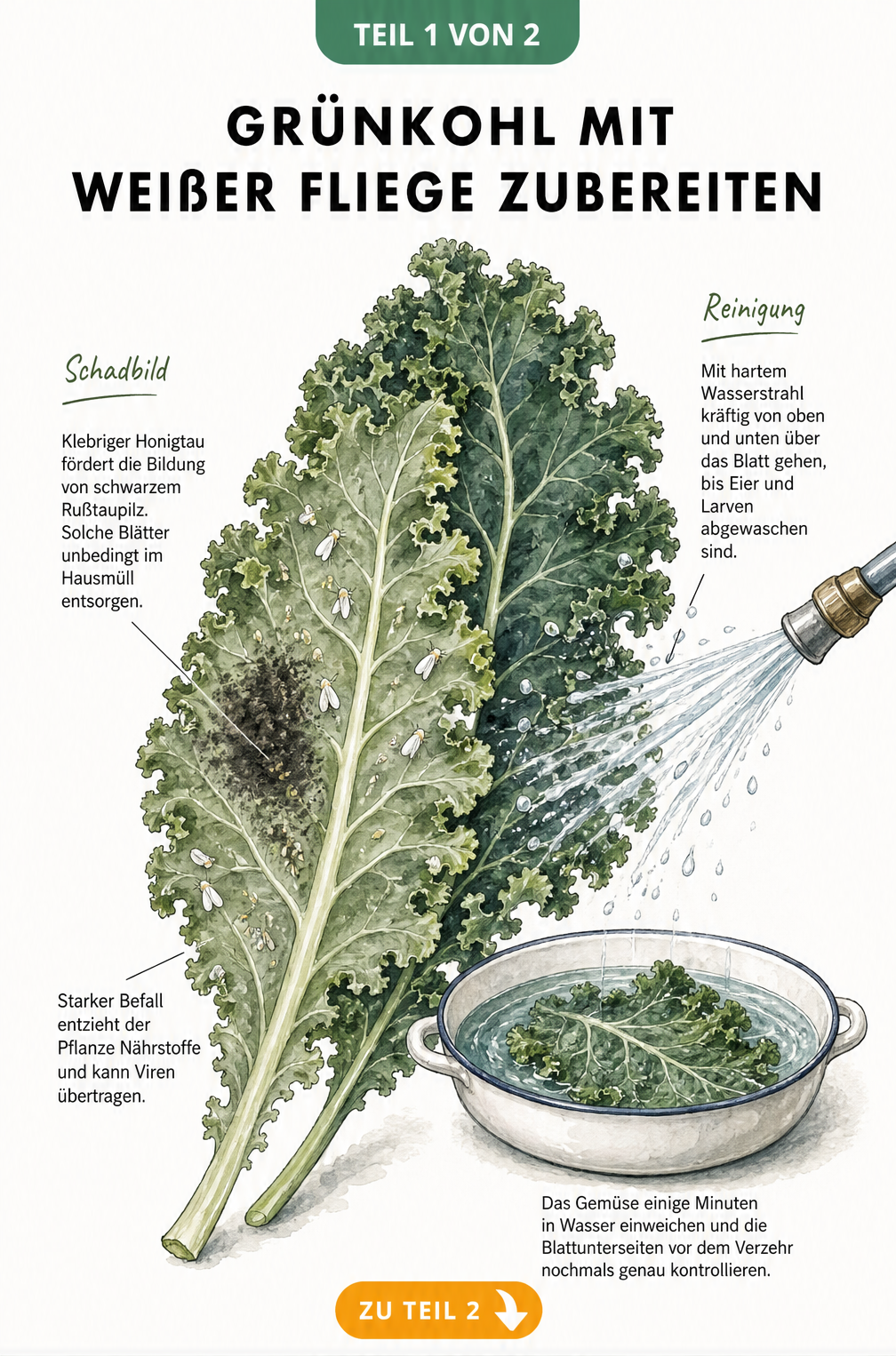 Botanische Illustration eines Grünkohlblattes mit Weißer Fliege, Honigtau und Rußtaupilz sowie einer Anleitung zur Reinigung im Wasserbad.
