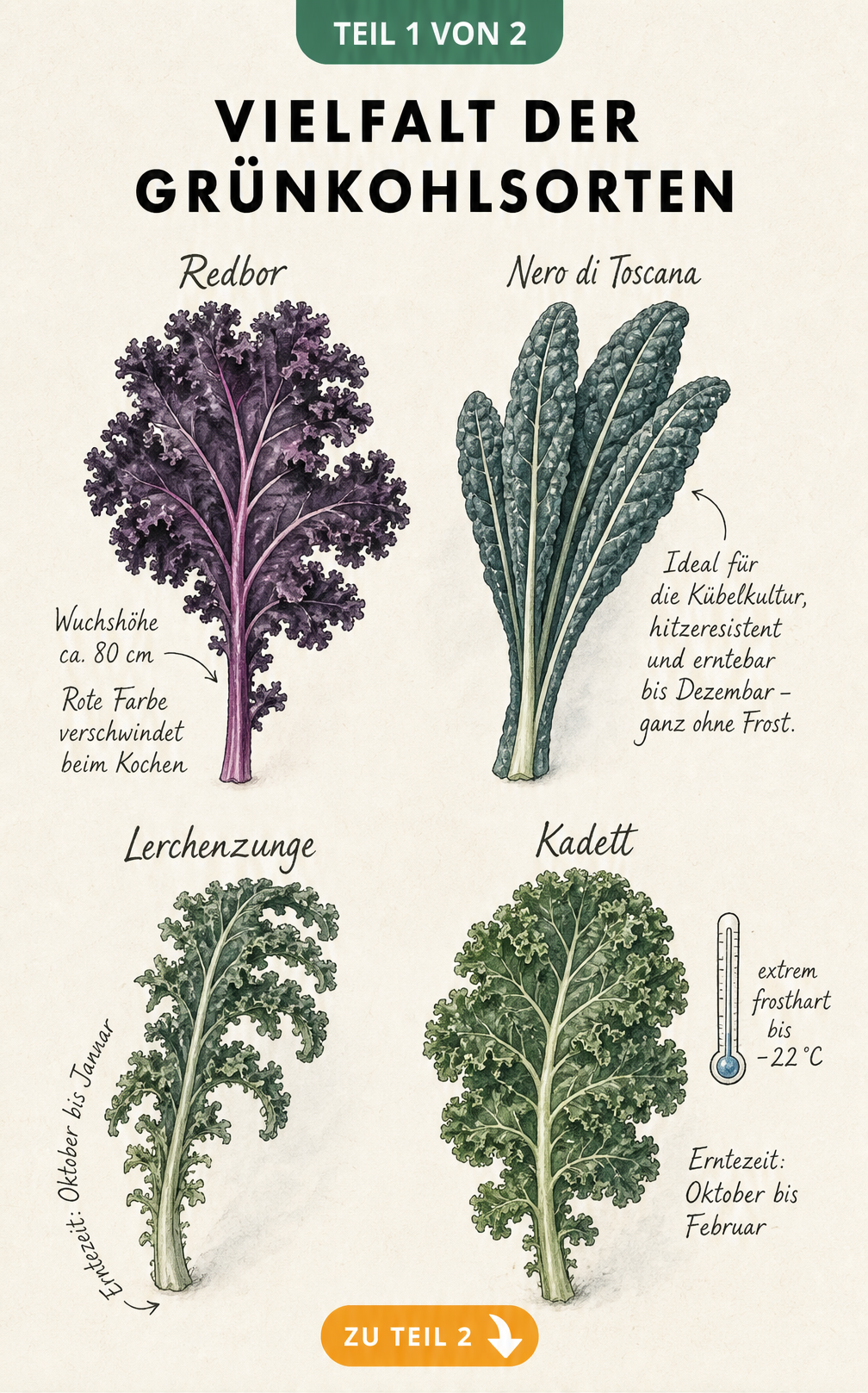 Aquarell-Illustrationen von vier verschiedenen Grünkohlsorten mit ihren Eigenschaften