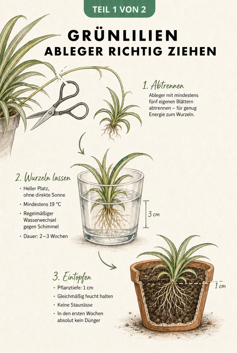 Botanische Illustration der Grünlilien-Vermehrung durch Ableger im Wasserglas und Einpflanzen in einen Topf