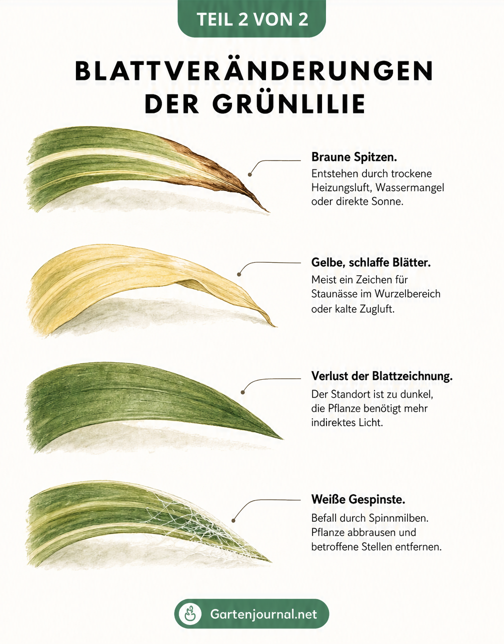 Übersicht der Blattveränderungen bei der Grünlilie: braune Spitzen, gelbe Blätter, Verlust der Zeichnung und weiße Gespinste