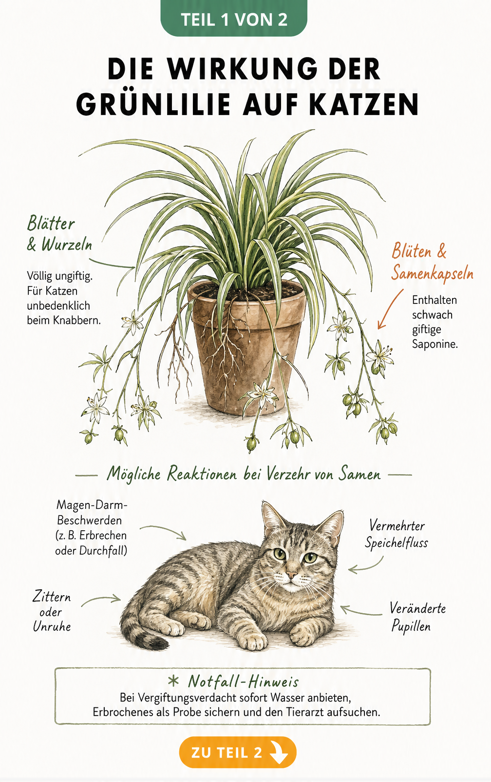 Botanische Illustration einer Grünlilie mit Katze, die giftige und ungiftige Pflanzenteile sowie Vergiftungssymptome zeigt